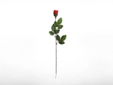 Langstielige Rose in rot