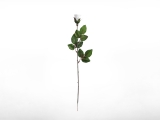 Langstielige Rose in weiß