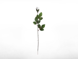 Langstielige Rose in wei
